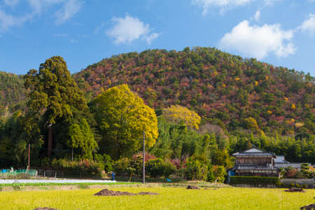 Arrayのeditorial素材