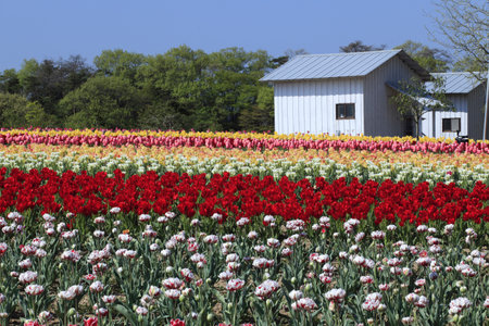 Arrayのeditorial素材