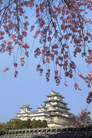 Arrayのeditorial素材