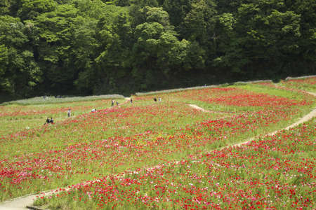 Arrayのeditorial素材