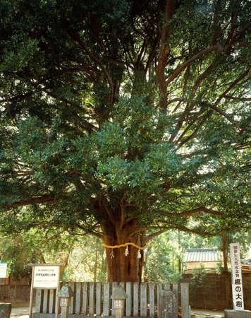 Arrayのeditorial素材