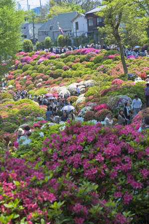 Arrayのeditorial素材