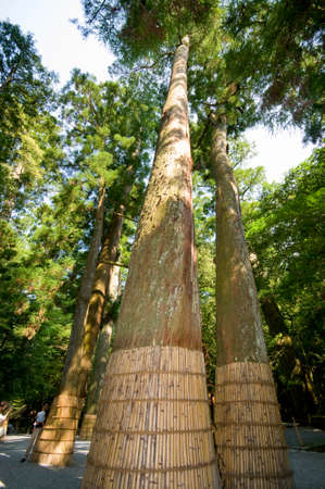 Arrayのeditorial素材