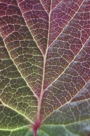 Hyuugamizki Wakabaの写真素材