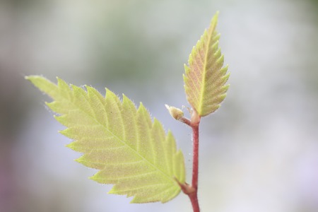 New shoots of zelkova serrata Makinoの写真素材