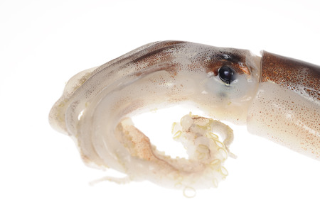 The squid in white back