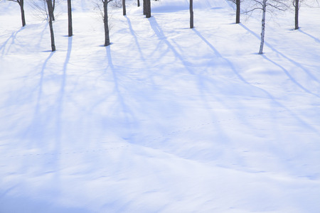 Snowy trees and shadowsの写真素材