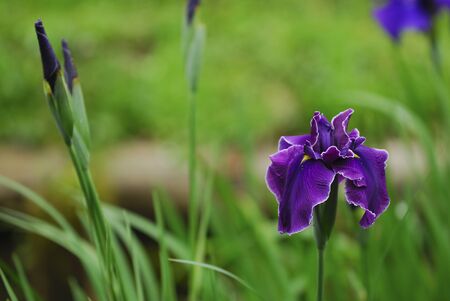 IRISの写真素材