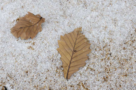 Fallen leavesの写真素材