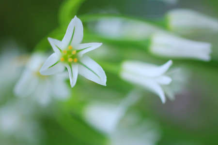 Allium