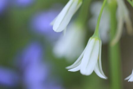 Alliumの写真素材