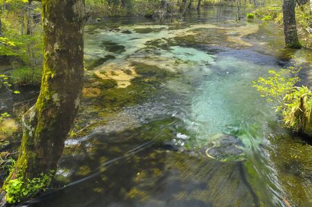 Fresh on the Highlandsの写真素材