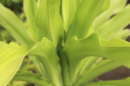 Foliage plants