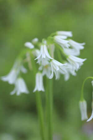 Allium