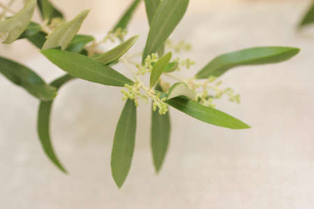 Olive treesの写真素材