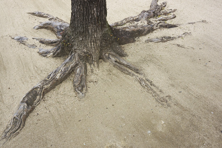 Tree rootsの写真素材