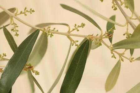 Olive treesの写真素材