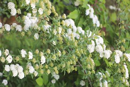 Of your garden reeves spirea