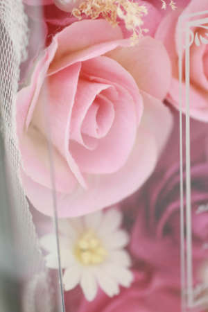 Pink Rosesの写真素材