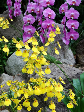 Phalaenopsisの写真素材