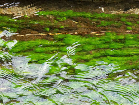 Ogawa waterweed