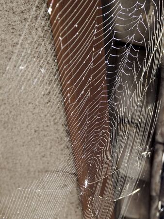 Spider's Web