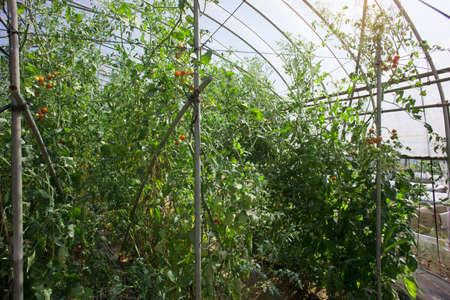 House cultivation of cherry tomatoes