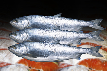 Salmonの写真素材