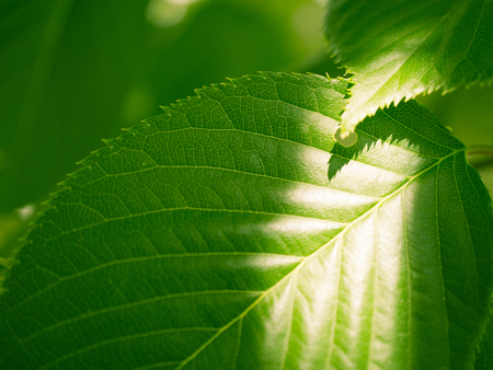 Up of cherry leaf