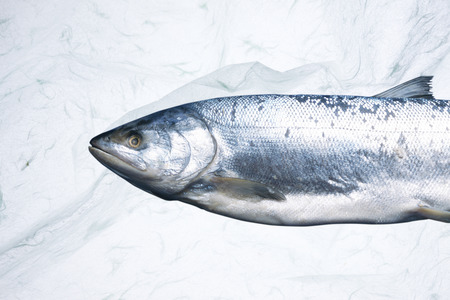 Salmonの写真素材