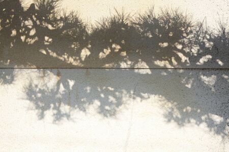 Shadow of pine treesの写真素材