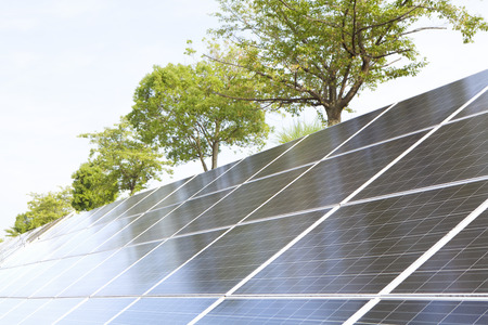 Trees and solar panels