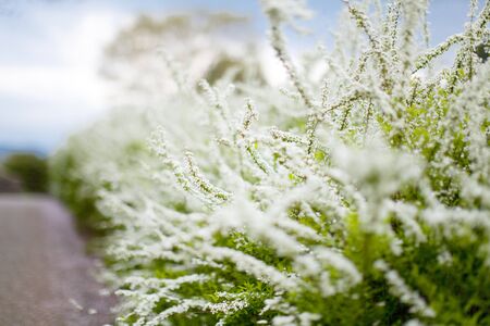Spiraea thunbergiiの写真素材