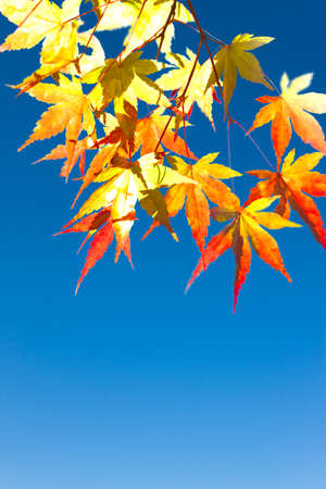 Autumn leavesの写真素材
