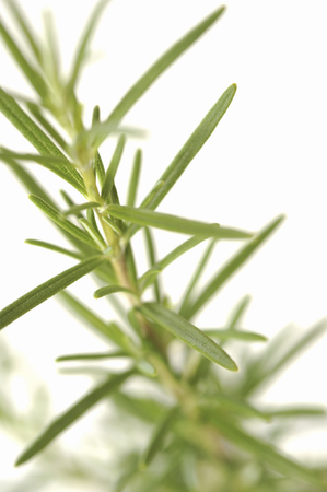 Rosemaryの写真素材