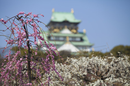 Castle and Osaka Castle plumのeditorial素材