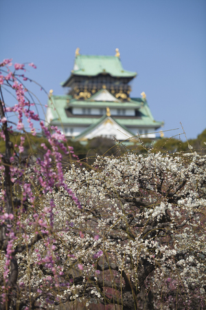 Castle and Osaka Castle plumのeditorial素材