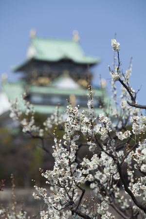 Castle and Osaka Castle plumのeditorial素材