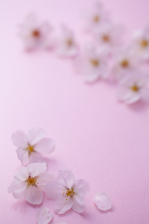 The cherry blossomsの写真素材