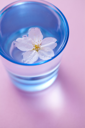 Sakura of glassの写真素材