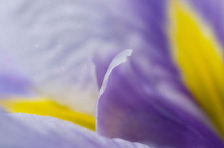 Purple IRIS petalsの写真素材