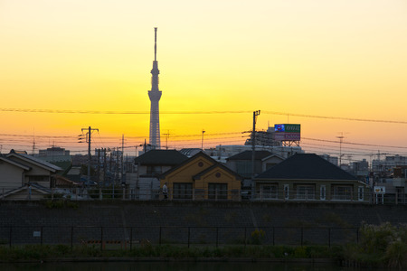 Dusk sky tree