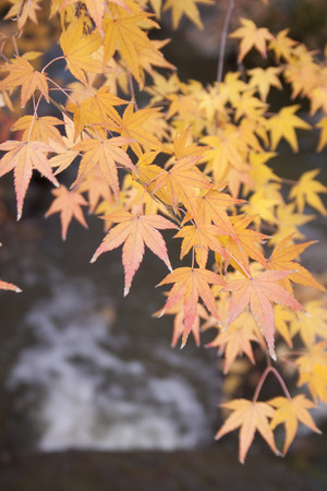 Mapleの写真素材