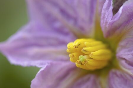Eggplant flowerの写真素材