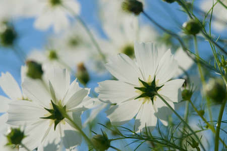 White cosmos toward the skyの写真素材