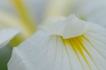 White IRIS petalsの写真素材
