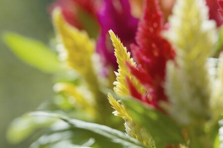 Colorful cockscombの写真素材