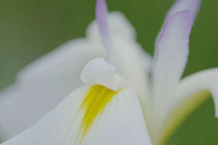 White IRIS petals