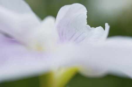 Petals of the iris of the light purple