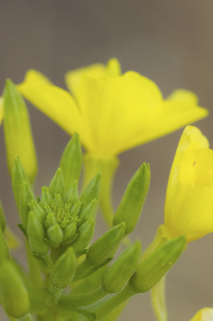 Yellow small flower and its budの写真素材